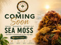Sea Moss